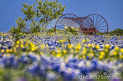 Antique farm equipment in a field of bluebonnets Stock Photo