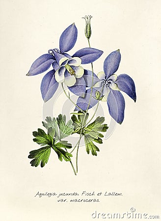 Antique illustration of Aquilegia jucunda fisch et lallem var macroceras Cartoon Illustration