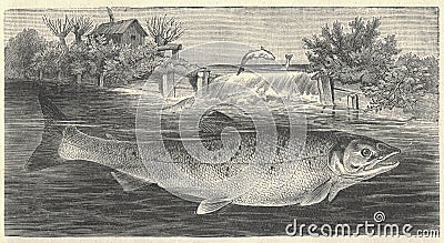 Antique illustration of the Atlantic salmon. Vintage illustration of the Atlantic salmon. Antique picture of the Cartoon Illustration