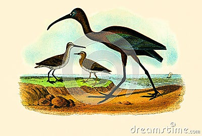 Antique Illustration of Colourful Birds of America Stock Photo