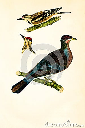 Antique Illustration of Colourful Birds of America Stock Photo