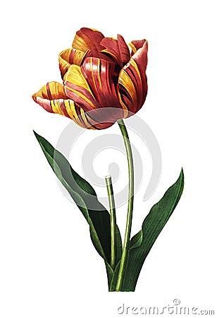 Antique carving of tulip by Pierre Joseph Redoute Stock Photo