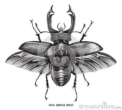 Antique of insect stag beetle bug illustration engraving vintage Vector Illustration