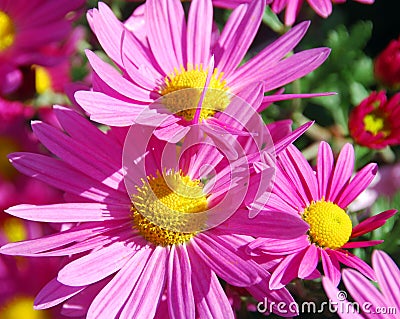 Antique Pink Daisy Flowers Stock Photo