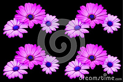 Antique Pink Daisy Flowers is a popular spray flower in the Pompom family. Stock Photo