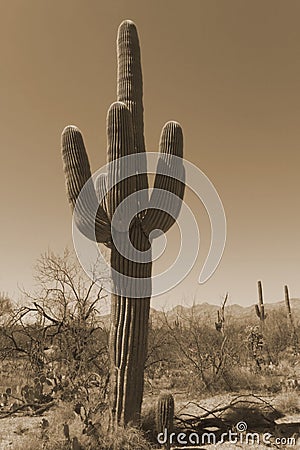 Antique Sepia Saguaro Cactus Stock Photo