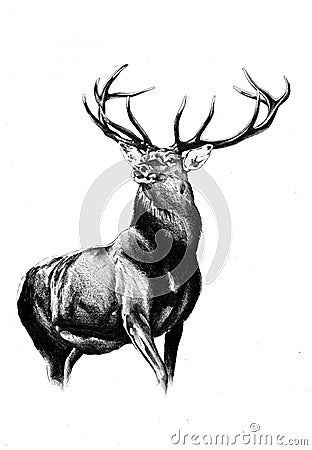 Antique stag art drawing handmade nature Stock Photo