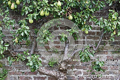 Antique brick wall with an attractive espalier pear tree bearing ripening fruit Stock Photo