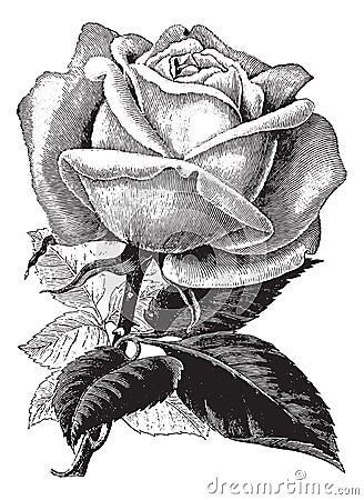 Antique vintage rose illustration vector clipart Vector Illustration