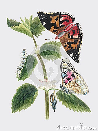 Antique watercolor illustration of nettle butterfly in various life stages published in 1824 by M.P. Digitally enhanced by rawpixe Vector Illustration