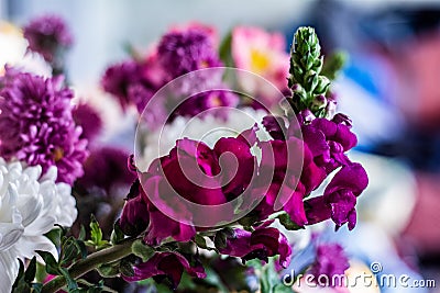 Antirrhinum magus dragon flower in flowers bouquet Stock Photo