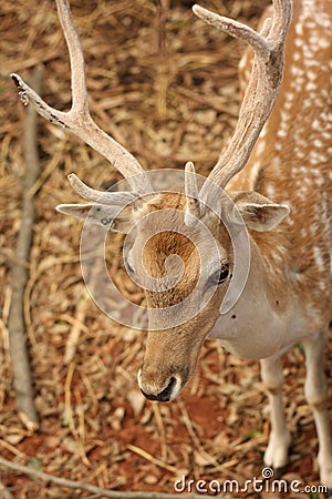 Antler deer Stock Photo