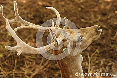 Antler deer Stock Photo