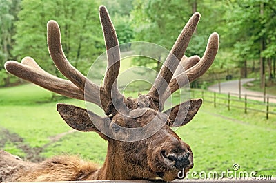 Antlered head of reindeer deer natural background Stock Photo