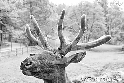 Antlered head of true deer natural background Stock Photo