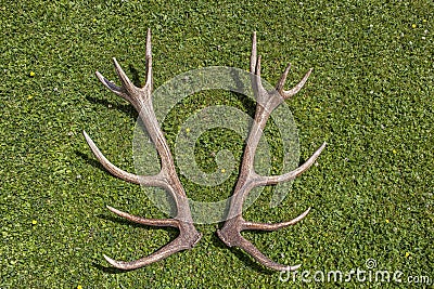 Antlers of a Red Deer Stag Stock Photo