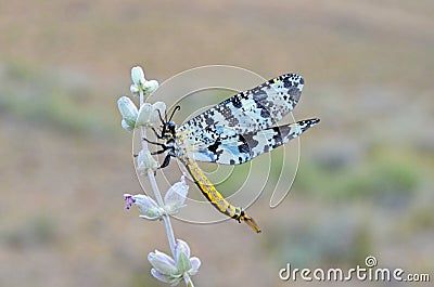 Antlion Neuroptera , family Myrmeleontidae Stock Photo