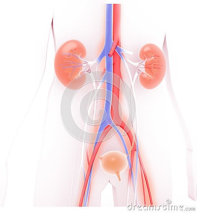Antomic 3D illustration of the urinary system, semi-transparent kidneys. Cartoon Illustration