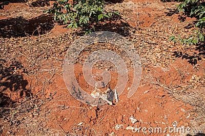 Coffee Plants In The Soil Plants Trees Field Meadows Kenyan Landscape east Africa Stock Photo