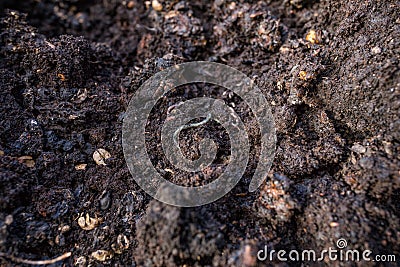 Microorganism animals in the soil moving in Kenya East Africa Landscape Stock Photo