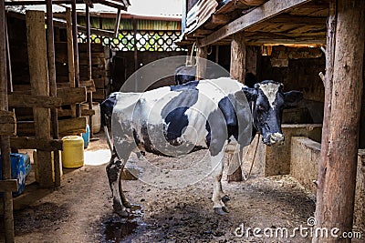 Cows Domestic Animals In The Shade Gazing In Kakamega County Kenya East African Stock Photo