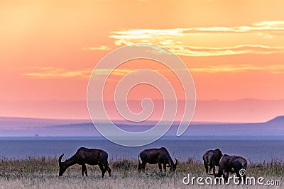 Gazelles Antelopes sunset grazing Savannah Grassland In The Maasai Mara National Game Reserve Park Rift valley Narok County Kenya Stock Photo