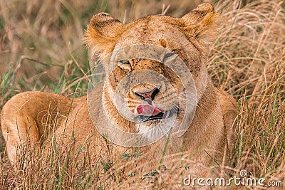 Lioness licking the tongue wide open In the savannah grassland of the Maasai Mara national game reserve park rift valley Narok Cou Stock Photo