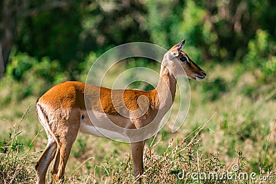Impala Antelope in the Greenland savannah on the lookout in the Maasai Mara National Game Reserve Park Riftvalley Narok County Ken Stock Photo