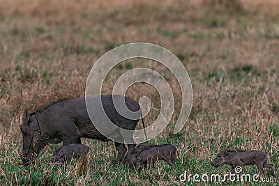 Warthog piglet family on the hilly mountains savannah Greenland grassland in the Maasai Mara Triangle National Game Reserve Park A Stock Photo