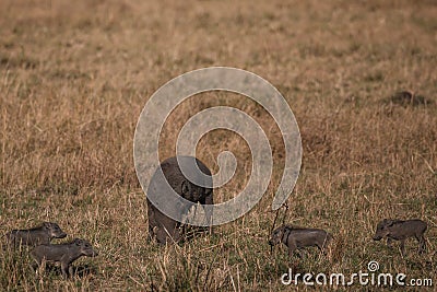Warthog piglet family on the hilly mountains savannah Greenland grassland in the Maasai Mara Triangle National Game Reserve Park A Stock Photo