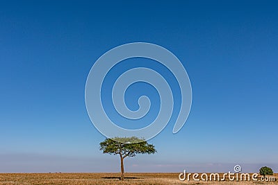 Lone Tree Savannah grassland wilderness great rift valley Maasai Mara National Game Reserve Narok County Kenya East Africa Stock Photo