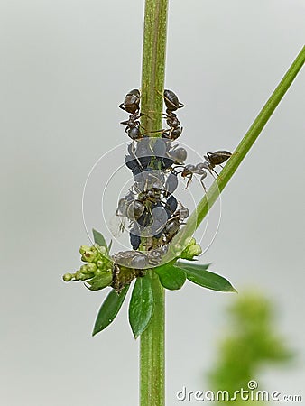 Ants and aphids teamwork Stock Photo