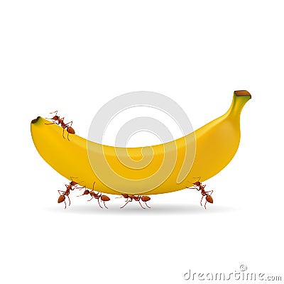 Ants and banana Vector Illustration