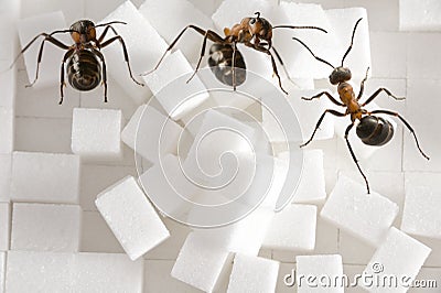 Ants Stock Photo