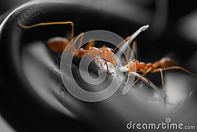 Ants busy connecting lines Stock Photo