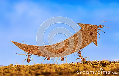 Ants carry rising arrow for business graph Stock Photo