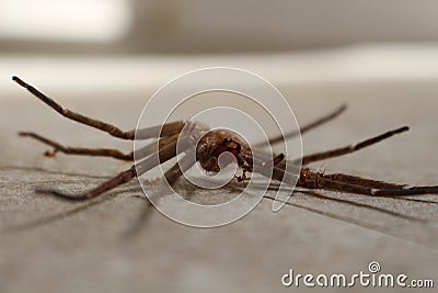 Ants carrying a dead spider Stock Photo
