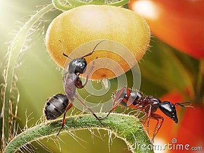 ants checking tomatos in backlight Stock Photo