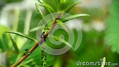 Ants climbing the stems of small plants. Stock Photo