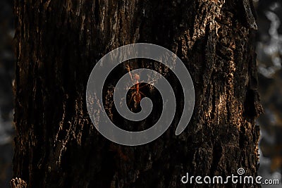 Ants climbing up a tree Stock Photo