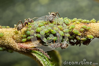 Ants collecting honeydew from aphids Stock Photo