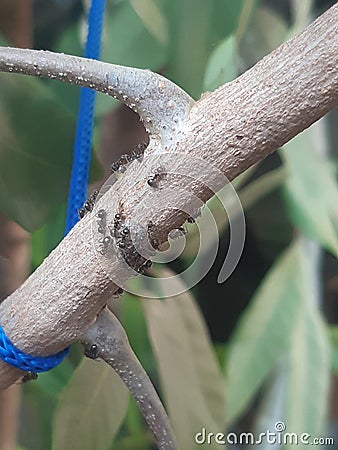 The ants colony on the branch Stock Photo