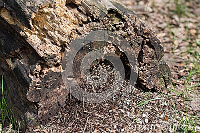 Ants colony in old decayed tree log Stock Photo