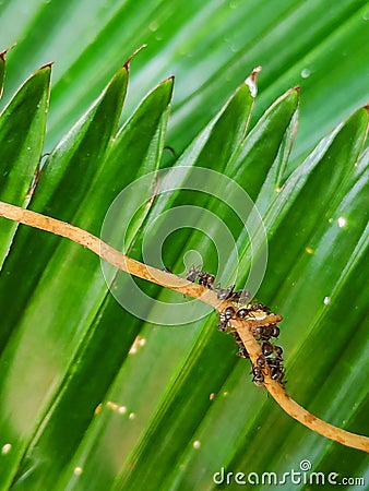 Ants colony on a tree stick macro shoot Stock Photo