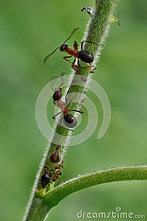 Ants communicate using its antennae. Stock Photo