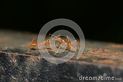 2 ants communicating Stock Photo