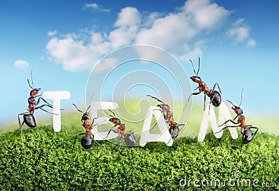 Ants constructing word team with letters, teamwork Stock Photo