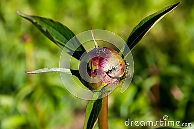 Ants crawl on swollen peony buds on a sunny summer day in the village Stock Photo