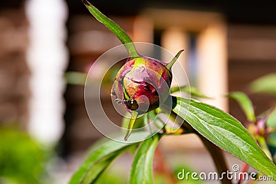 Ants crawl on swollen peony buds on a sunny summer day in the village Stock Photo