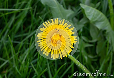 Ants crawl on a yellow dandelion flower. Dandelion on the background of green grass. The concept of spring and summer Stock Photo